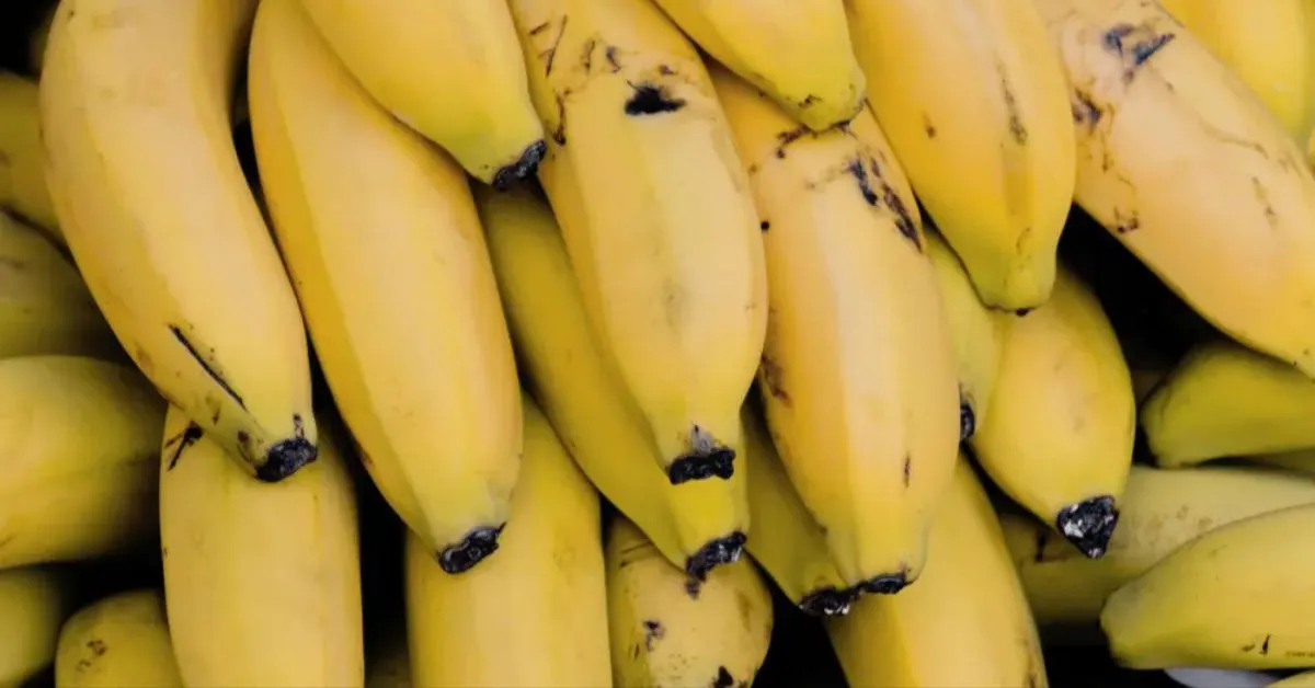 Técnica promete controlar os principais fatores que aceleram o amadurecimento da fruta.