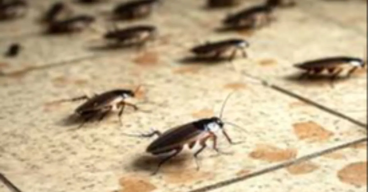 Infestação de baratas em casa pode ser sinal de desequilíbrio ambiental.