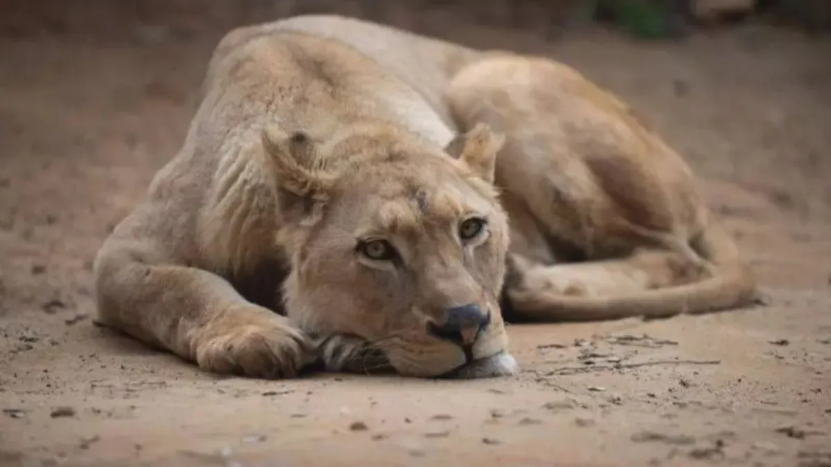 O caso ocorreu no zoológico do parque Arruda Câmara, conhecido como Bica, em João Pessoa (PB).