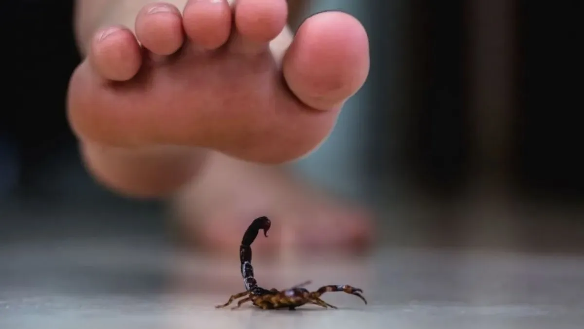 Dicas são úteis nesse período em que aumentou presença de escorpiões