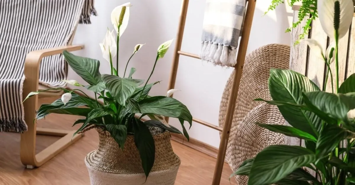 Segundo a especialista, o lírio-da-paz destaca-se por suas características purificadoras.