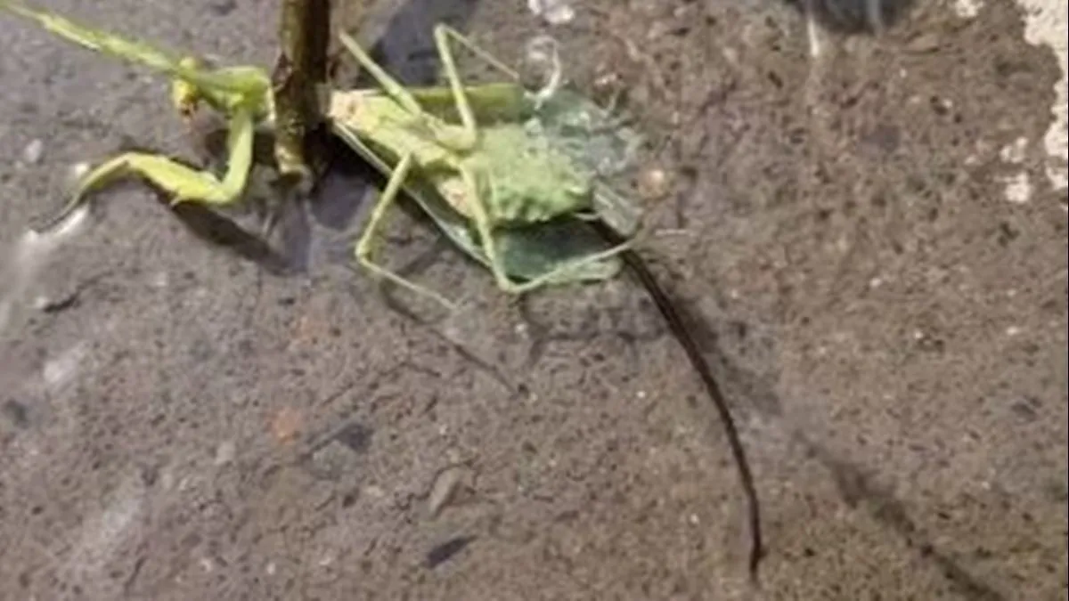 Durante semanas ou meses, o organismo parasitário cresce no interior do abdômen do predador, alimentando-se dos nutrientes disponíveis e atingindo proporções consideráveis em relação ao tamanho do hospedeiro.