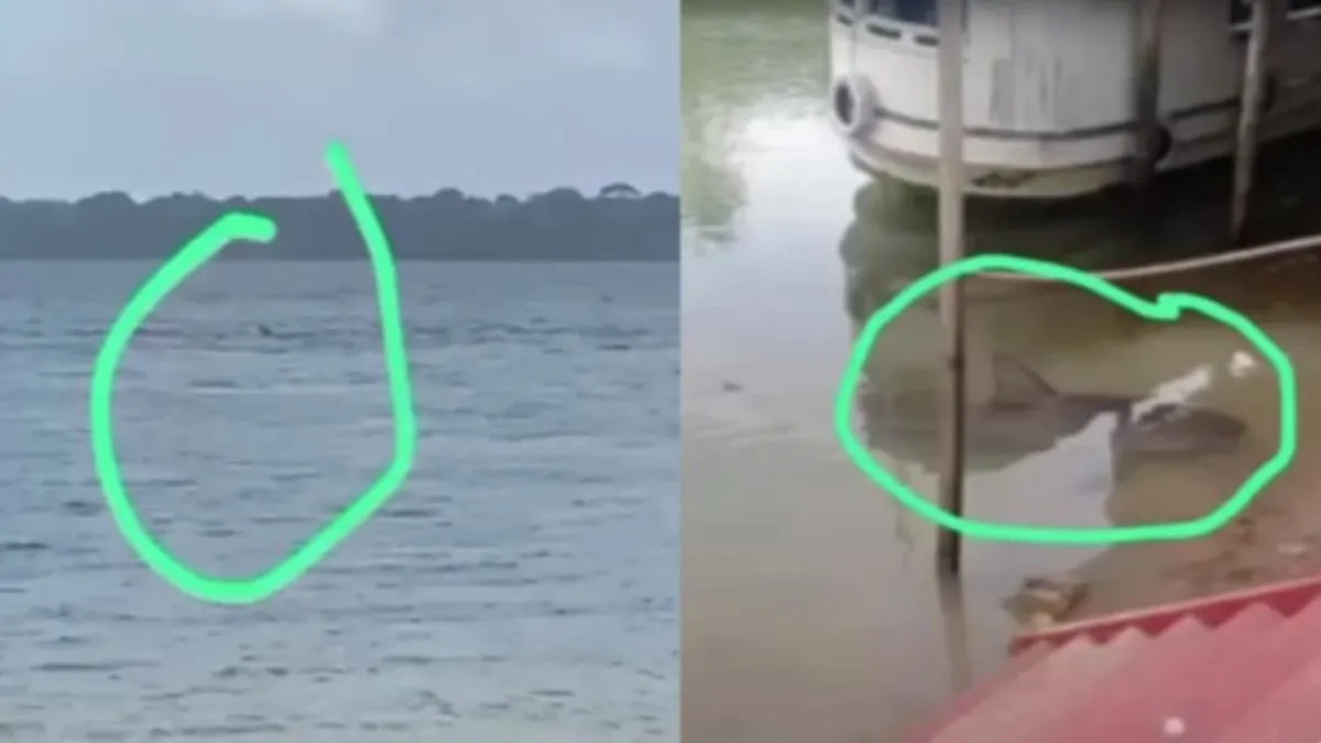 Imagens do possível tubarão em Cametá e Mocajuba