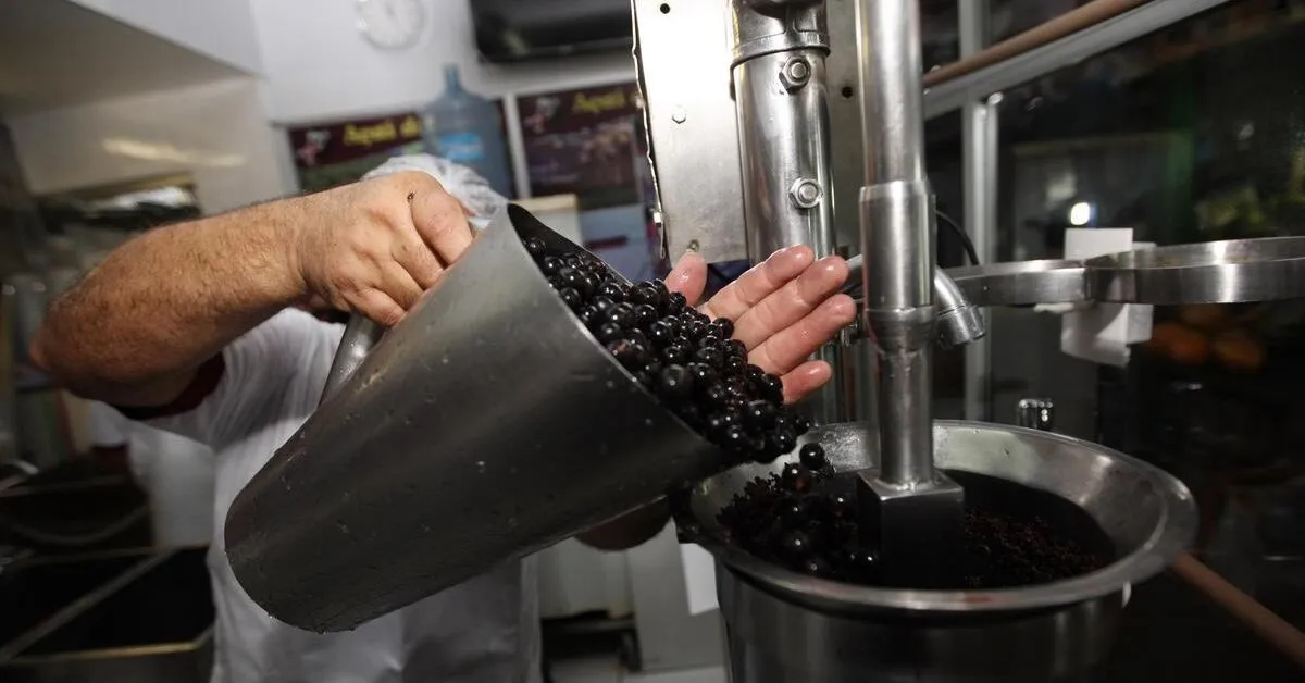 Nova lei garante mais segurança e dignidade para os batedores artesanais de açaí no Pará, preservando a qualidade do produto e a cultura local.