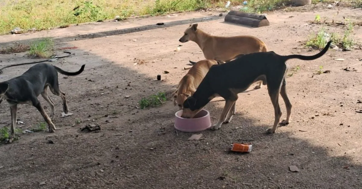 A denúncia foi feita por moradores da rua 6 de outubro, que afirmaram que os animais estariam tendo seus cuidados negligenciados por uma empresa particular que os mantém no local.