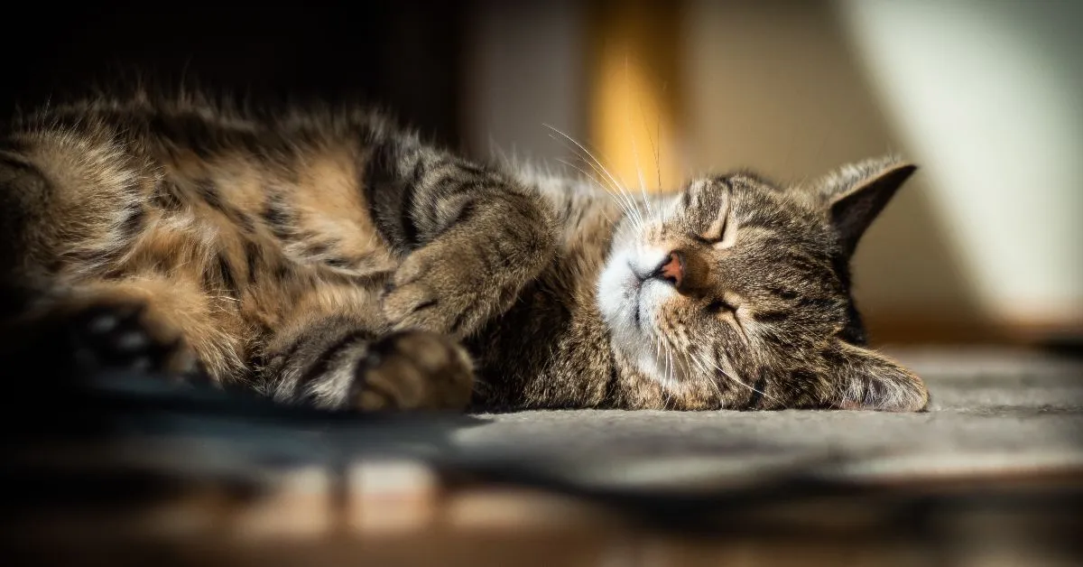 Os gatos mantêm uma rotina de sono que desperta curiosidade em humanos.