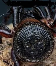 Aranha biscoito oreo, uma espécie fascinante da China
