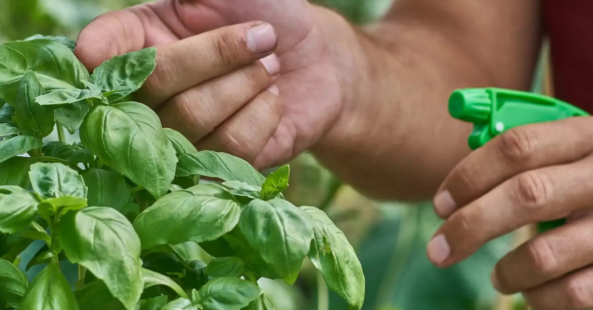 Algumas variedades, como ervas aromáticas, ainda podem ser utilizadas na culinária como temperos.