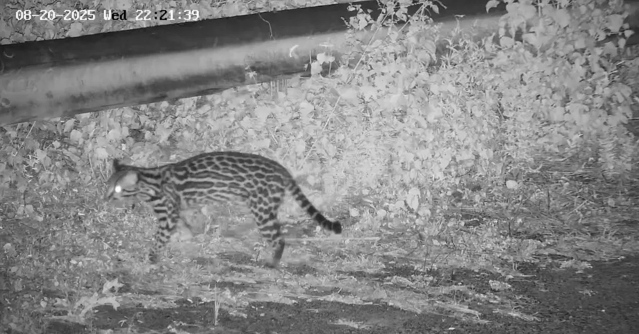 Jaguatirica registrada na Área de Preservação Permanente da Usina Belo Monte demonstra a presença contínua da fauna amazônica e a importância do monitoramento ambiental.