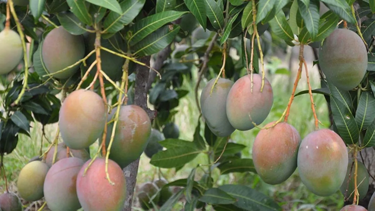 Imagem ilustrativa da notícia: Adolescente esfaqueia criança por pegar manga de árvore