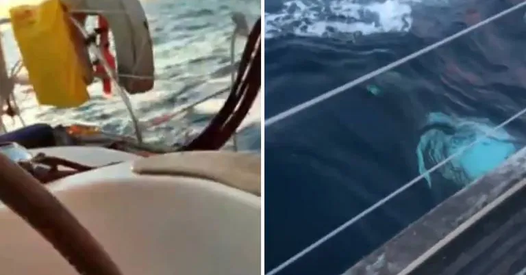 Especialistas alertam que o comportamento das orcas ibéricas, embora assustador, não é considerado um ataque deliberado.