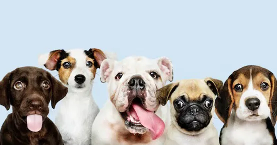 Saiba quais são as raças de cães que conquistam mais corações e lares brasileiros.