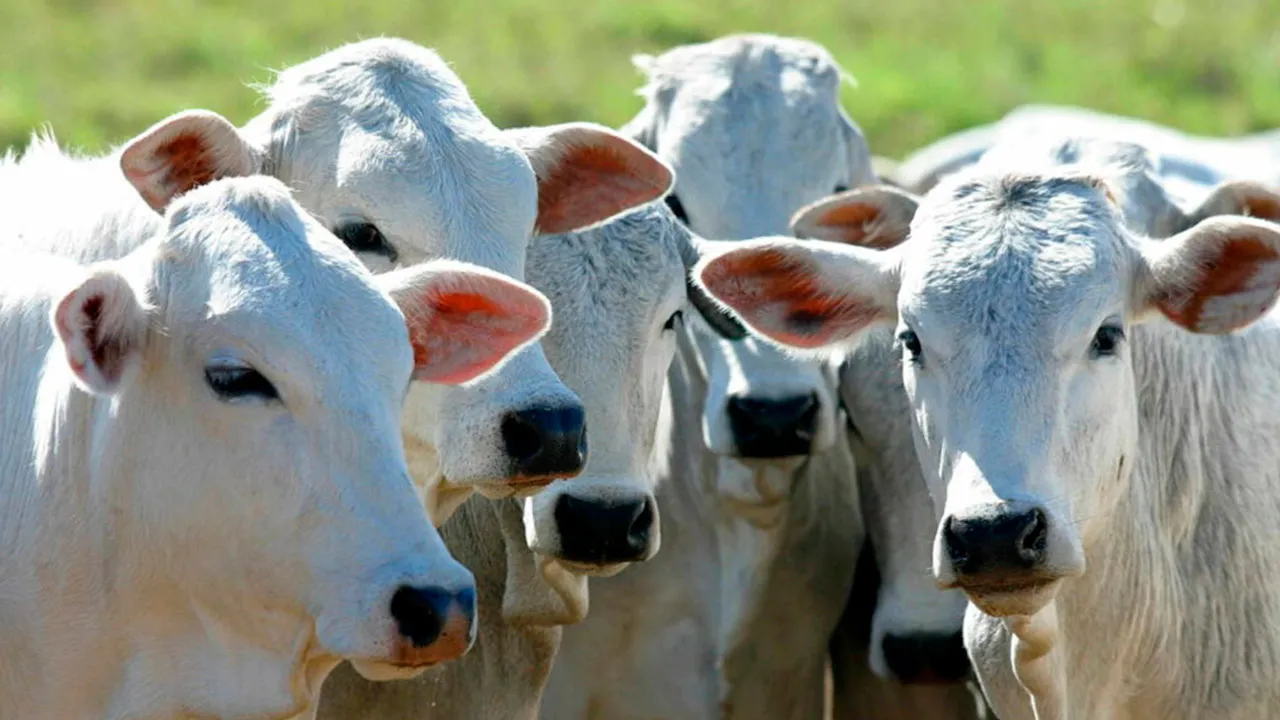 Com a introdução de matrizes da raça nelore e a aplicação de técnicas de manejo e nutrição orientadas pelos técnicos da Emater, a expectativa é de aumentar a produtividade e a qualidade da carne produzida.