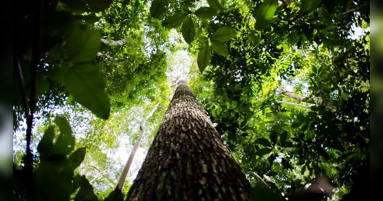 Recursos do Fundo Amazônia: um novo horizonte para o Pará - Marcelo Camargo/ Agência Brasil