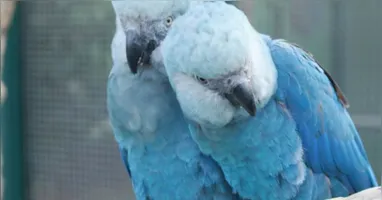 Como medida imediata, as aves infectadas serão separadas das não contaminadas, e novos protocolos de biossegurança serão implementados