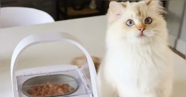 Saiba quantas vezes por dia é necessário alimentar o gato segundo especialistas
