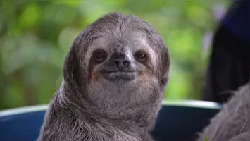 Animal comum em biomas como a Amazônia tem muito a "contar"