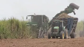 Plantação de cana-de-açúcar intensa no Nordeste