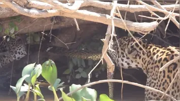 O episódio impressionante ocorreu no Pantanal mato-grossense.
