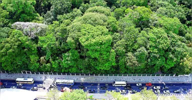 O Bosque tem 150 mil metros quadrados de vegetação nativa da Amazônia, com cerca de 10 mil árvores.