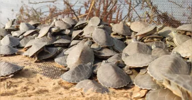 Ciclo de reprodução das Tartarugas-da-Amazônia encanta no refúgio tabuleiro do Embaubal