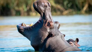Os hipopótamos são considerados os animais mais perigosos para os humanos na Costa do Marfim, de acordo com um estudo de 2022