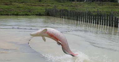Descubra como a IA está revolucionando a aquicultura no Brasil, estudando o pirarucu e melhorando a reprodução e manejo de espécies nativas.