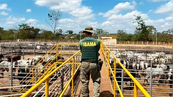 No Pará, 20 propriedades rurais nos municípios de São Félix do Xingu, Pacajá e Rondon, cidades líderes em desmatamento, foram fiscalizadas.