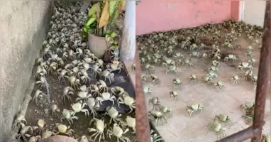 Na gravação, os animais aparecem espalhados pelo chão da casa.