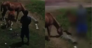 Homem aparece em vídeo supostamente fazendo sexo com um cavalo, em uma rua de Soure, no Marajó.