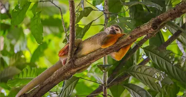 A partir do próximo sábado, o Parque Zoobotânico estará pronto para receber os visitantes das 9h até às 17 horas, com entrada até 16h.