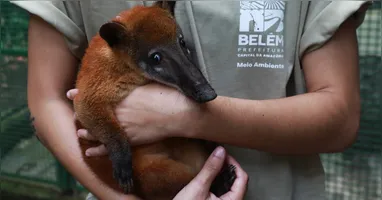 O novo morador se tornou o xodó do público.