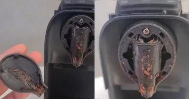 Vídeo gravado em uma assistência técnica mostra o interior de uma cafeteira de cápsula completamente tomado por larvas.