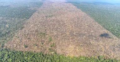 A ligação direta estabelecida entre desmatamento, aquecimento local e mortalidade oferece um novo argumento científico para a preservação das florestas tropicais.
