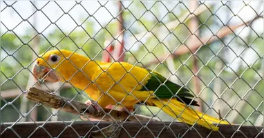 As ararajubas passam por período de aclimatação no Parque Estadual do Utinga, onde aprendem a reconhecer alimentos nativos e a conviver em grupo.