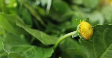 No Pará, pequenos produtores periurbanos cultivam jambu para abastecer Belém e cidades da mesorregião nordeste.