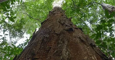 Pau-brasil em área de mata nativa: árvore símbolo do país segue no centro dos esforços globais de conservação