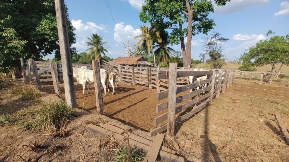 Imagem ilustrativa da notícia PM recupera 67 cabeças de gado furtadas em fazenda no Pará
