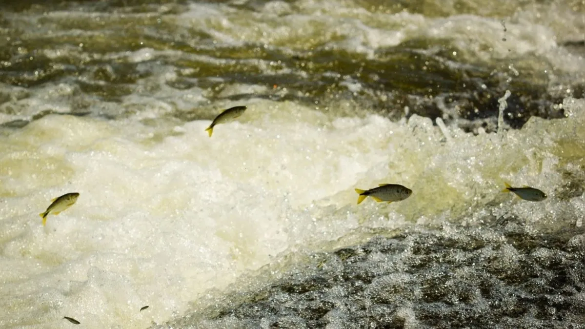 Imagem ilustrativa da notícia Início da piracema proíbe pesca nas bacias Araguaia-Tocantins