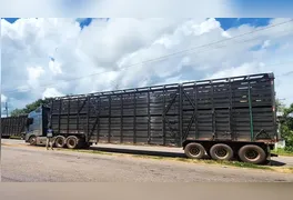 Carreta carregada de gado foi liberada após regularização