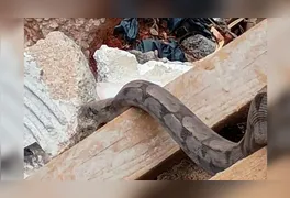 O réptil foi avistado por funcionários da Administração Regional do SIA em um terreno repleto de entulho, que era alvo de um mutirão de limpeza