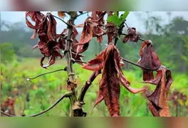 Folhas Secas e Amareladas, um dos sintomas da praga da "Vassoura de Bruxa" nas plantações de mandioca