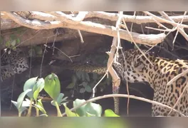 O episódio impressionante ocorreu no Pantanal mato-grossense.