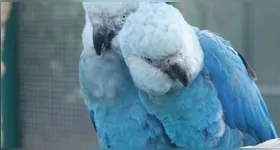 Como medida imediata, as aves infectadas serão separadas das não contaminadas, e novos protocolos de biossegurança serão implementados