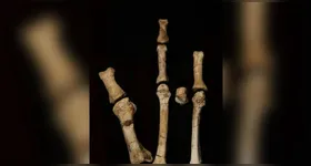 Pé misterioso de 3,4 milhões de anos é ligado a nova espécie ancestral