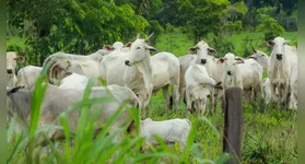 Descubra o Prêmio Agropará 2025, que celebra as melhores iniciativas do agronegócio no Pará, destacando inovação e tradição em diversas categorias.