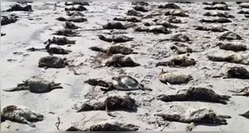 Migração e falta de alimento podem ser causas das mortes