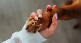 Com a aproximação dessa data significativa, é fundamental que os tutores se conscientizem sobre como garantir a qualidade de vida dos seus pets.