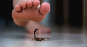 A picada de um escorpião pode causar reações severas no organismo humano.
