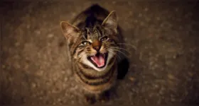 Decifre o miado do seu gato